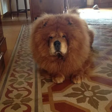 La Gatta Sul Tetto Frühstückspension Rossano