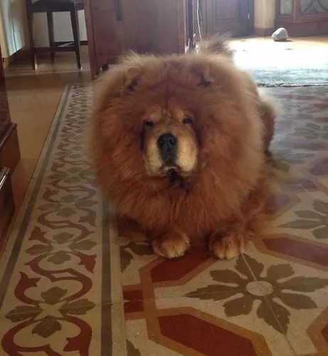 La Gatta Sul Tetto 住宿加早餐酒店 罗萨诺